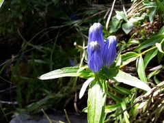 Gentiana linearis