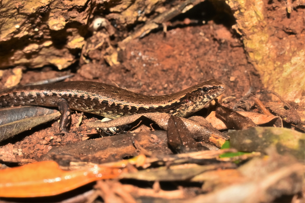 Lord Howe and Norfolk Islands Skink