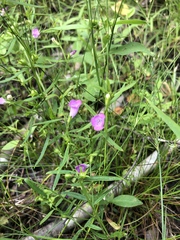 Agalinis neoscotica