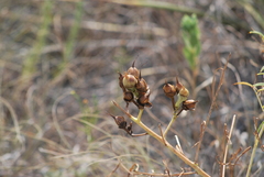 Ipomoea leptophylla