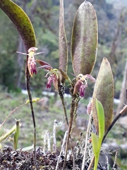 Pleurothallis trimeroglossa