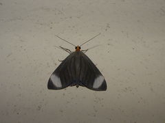 Crocypus perlucidaria