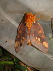 Citheronia bellavista