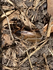 Pycnoscelus surinamensis