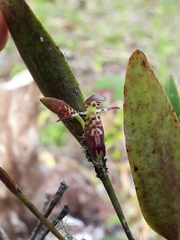 Pleurothallis trimeroglossa