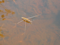 Limnoporus notabilis