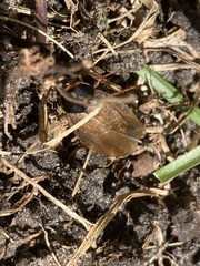 Pycnoscelus surinamensis