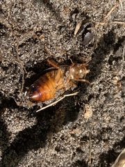 Pycnoscelus surinamensis