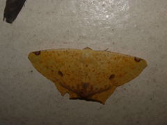 Nepheloleuca illiturata