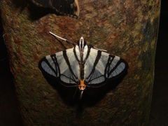 Conchylodes nolckenialis
