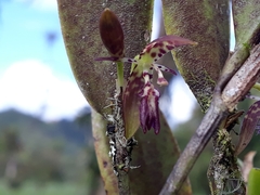 Pleurothallis trimeroglossa
