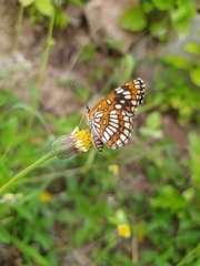 Chlosyne theona brocki
