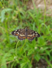 Chlosyne theona brocki