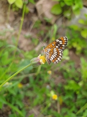 Chlosyne theona brocki