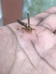Polistes exclamans