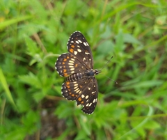 Chlosyne theona brocki