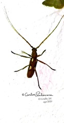 Eburodacrys callixantha