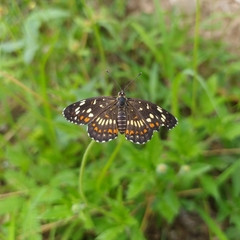 Chlosyne theona brocki