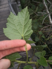 Hibiscus diversifolius diversifolius