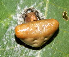 Mastophora phrynosoma