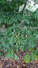 Toechima daemelianum