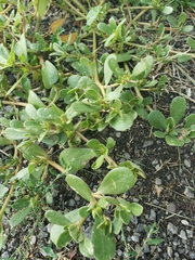Portulaca oleracea