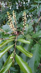 Toechima daemelianum