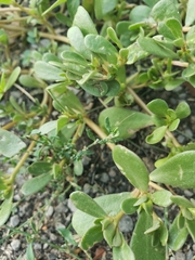 Portulaca oleracea