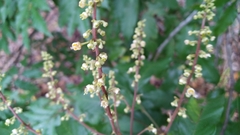 Toechima daemelianum