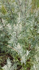 Artemisia messerschmidtiana