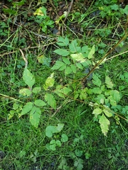 Osmorhiza purpurea