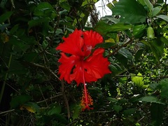 Hibiscus × archeri
