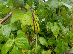 Vigna unguiculata sesquipedalis