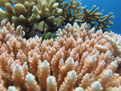 Dascyllus reticulatus