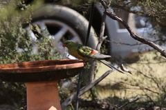 Polytelis anthopeplus