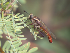 Stratiomydas lividus