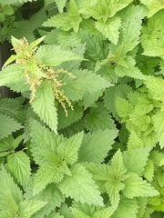 Urtica platyphylla