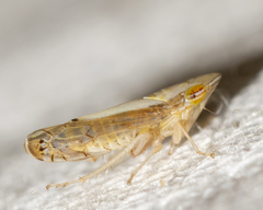 Scaphytopius elegans