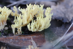 Ramaria watlingii