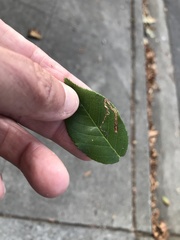 Stigmella anomalella