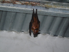 Phyllostomus hastatus