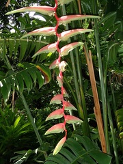 Heliconia chartacea