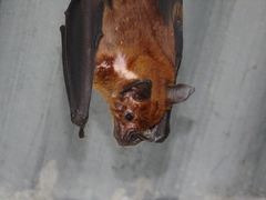 Phyllostomus hastatus