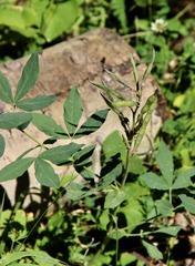 Thermopsis divaricarpa