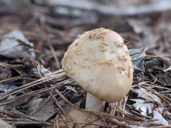 Amanita