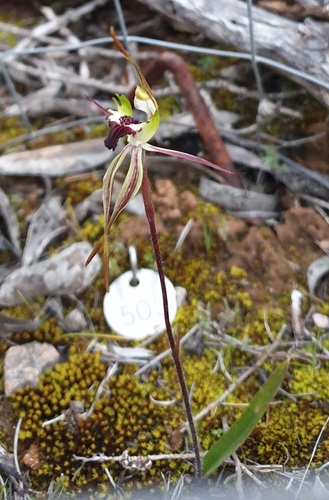 large-club spider orchid (Caladenia macroclavia)