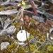 Caladenia macroclavia - Photo (c) Rosalie Lawrence,  זכויות יוצרים חלקיות (CC BY-NC), הועלה על ידי Rosalie Lawrence