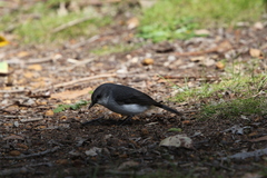 Eopsaltria georgiana