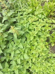 Urtica platyphylla