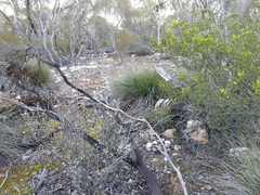 Caladenia macroclavia